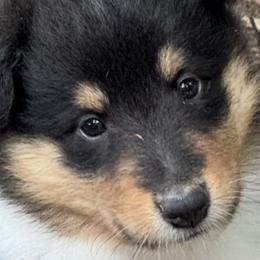 Collie Puppies from Hedge Haven Farm
