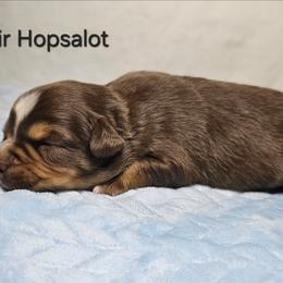 Sir Hopsalot - Red tri male Miniature Australian Shepherd puppy in Owensboro, Kentucky from JnT's Bluegrass Mini Aussies
