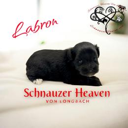 Labron AKC - Black male Miniature Schnauzer puppy in Pelzer, South Carolina from Schnauzer Heaven Von Longbach