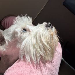 Rue - Miniature Schnauzer