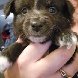 Fuji - Black & white female Toy Australian Shepherd puppy in Arlington, Texas from CopperHead Aussies