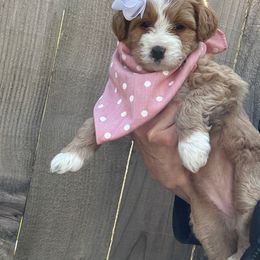 Gouda - Red Bernedoodle puppy in Washougal, Washington from Sandy Creek Bernedoodles
