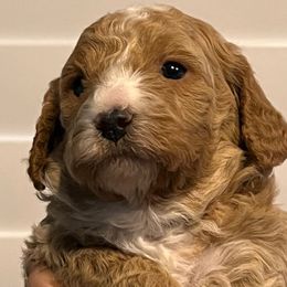 Cavapoo Puppies from Palmetto Companion Puppies