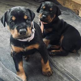 Doberman Pinscher Puppies from Hill Country Family Dobermans