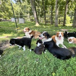 English Shepherd Puppies from LiquidMoon English Shepherds