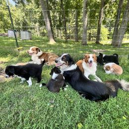English Shepherd Puppies from LiquidMoon English Shepherds