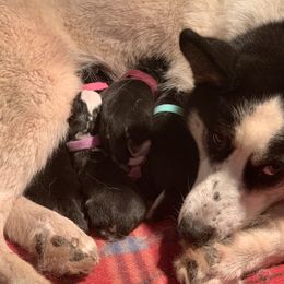 Siberian Husky Puppies from Myths and Legends Siberian Huskies