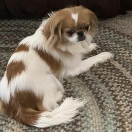 Pumpkin - Japanese Chin