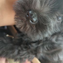 Miniature Schnauzer Puppies from Black Star Farm