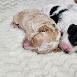 Basil - Red male Bernedoodle puppy in Granton, Wisconsin from Rose River Farms