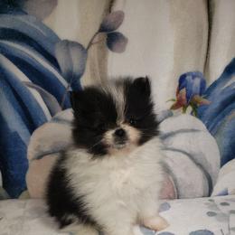 Boo - Black parti male Pomeranian puppy in Weatherford, Texas from Jeweled Poms