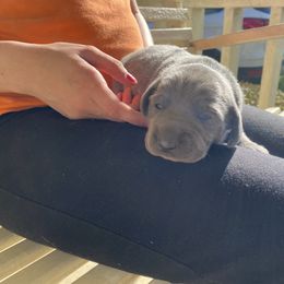 Weimaraner Puppies from Three Oak’s Kennel