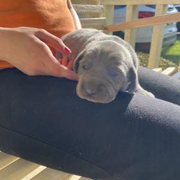 Weimaraner Puppies from Three Oak’s Kennel