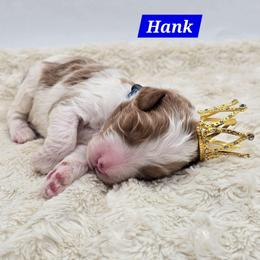 Hank - Red male Bernedoodle puppy in Neillsville, Wisconsin from Granton Creek