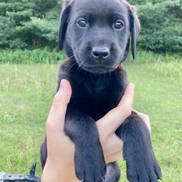 Valkyrie - Black female Labrador Retriever puppy in Newaygo, Michigan from Royal Oak Gundogs
