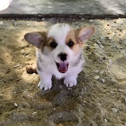 Pembroke Welsh Corgi Puppies from Rockin’ H Corgis