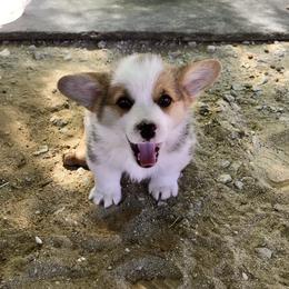 Pembroke Welsh Corgi Puppies from Rockin’ H Corgis