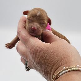 Millie - Red female Cavapoo puppy in Mocksville, North Carolina from Hunting Creek Farms