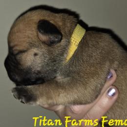 Girl 6 - female Cane Corso puppy in Yale, Michigan from Titan Farms