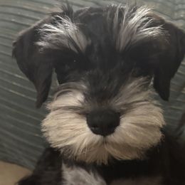 Miniature Schnauzers from Ana's Black & Silver Schnauzers
