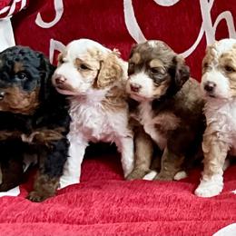 Bernedoodle puppies from Central Florida Bernedoodles