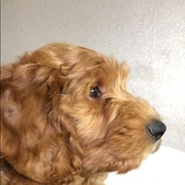 Goldendoodle Puppies from Penny Doodles