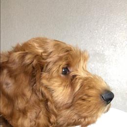 Goldendoodle Puppies from Penny Doodles