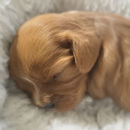 Cavalier King Charles Spaniel and Old Time Scotch Collie Puppies from Pleasant Meadows