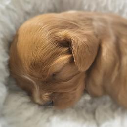 Cavalier King Charles Spaniel and Old Time Scotch Collie Puppies from Pleasant Meadows