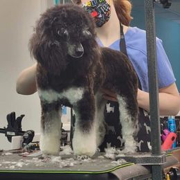 Gidget - Poodle