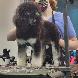 Gidget - Poodle