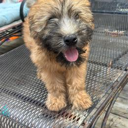 Cheesy - Wheaten male Soft Coated Wheaten Terrier puppy in Gladewater, Texas from Felicias Swheaties