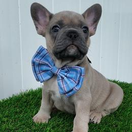 Gus Gus - Blue fawn male French Bulldog puppy in Stratford, New Jersey from Double Barrel Bullies