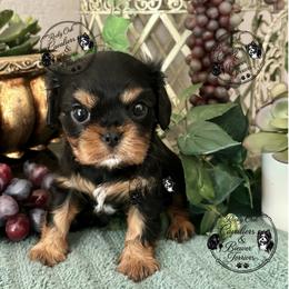Serena - Black and tan female Cavalier King Charles Spaniel puppy in Oklahoma from Rocky Oak Cavaliers & Biewer Terriers LLC