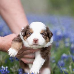 Pumpkin pie - Red tri-color female Miniature American Shepherd puppy in Groesbeck, Texas from Epic Miniature American Shepherds