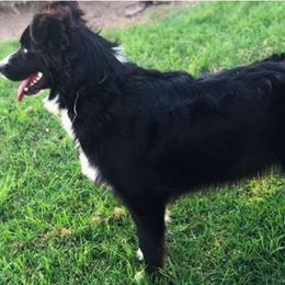 Australian Shepherds and Miniature Australian Shepherds from Southern Winds Mini Aussies