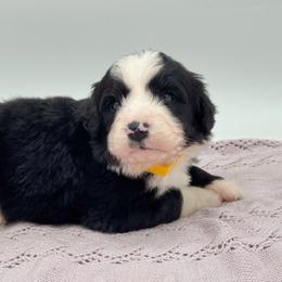 Orca - Black and white female Bernedoodle puppy in Claremont, North Carolina from Magnolia Grove Farms