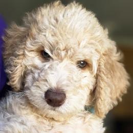 Rain (blue collar) - Cream male Double Doodle puppy in Oceanside, California from Strong Mountain Doodles