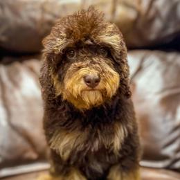 Rice Krispies - Phantom female Bernedoodle puppy in Rose Hill, North Carolina from Red Door Canines