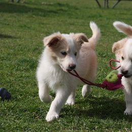 Border Collie Puppies from Royal Kennels