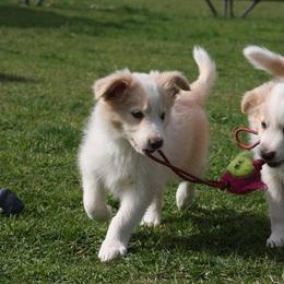 Border Collie Puppies from Royal Kennels