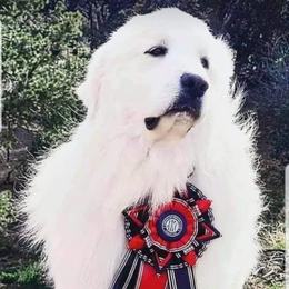Great Pyrenees puppies from Prospect Pyrenees