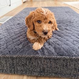Goldendoodle and Golden Retriever Puppies from BloomingPuppies