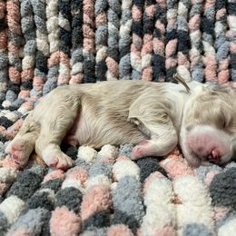 White - Cream Goldendoodle puppy in Canton, Georgia from Doodle Family