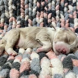 White - Cream Goldendoodle puppy in Canton, Georgia from Doodle Family
