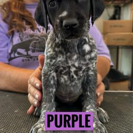 Purple Girl - Black roan female German Shorthaired Pointer puppy in Dearborn, Missouri from Hardwood Kennels