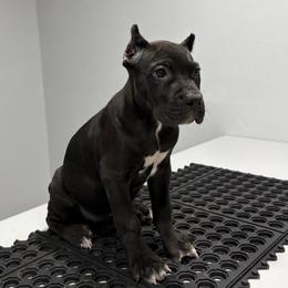 Black Female 1 - Black female Cane Corso puppy in Cashion, Oklahoma from APEXOK Cane Corsos LLC