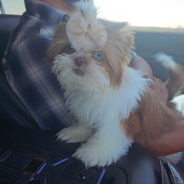 Shih Tzu Puppies from Shantii's Shih Tzu's