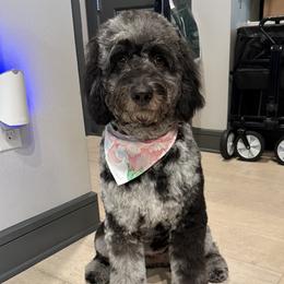 Piper - Goldendoodle