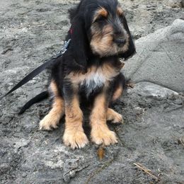 Otterhound Puppies from Blue Fairy Otterhounds